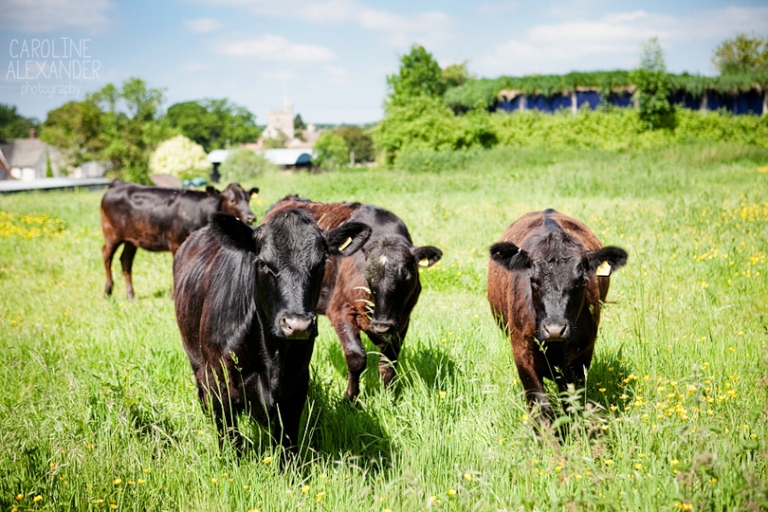 Eastington Park cows